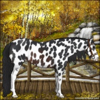 Horse Color:Brown Sabino Leopard 