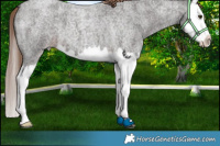 Horse Color:Liver Red Roan Splash 