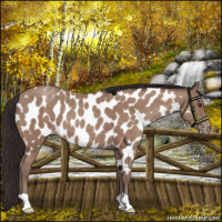 Horse Color:Classic Champagne Near Leopard 