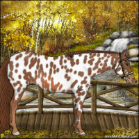 Horse Color:Chestnut Near Leopard 
