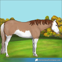 Horse Color:Red Dun Splash 