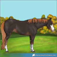 Horse Color:Liver Chestnut 
