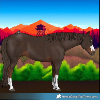 Horse Color:Liver Chestnut 