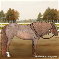 Horse Color:Red Roan Rabicano 