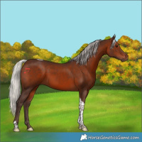 Horse Color:Silver Brown Tobiano 