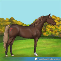 Horse Color:Liver Chestnut 