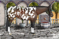 Horse Color:Brown Appaloosa