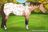 Horse Color:Bay Dun Tobiano Appaloosa 