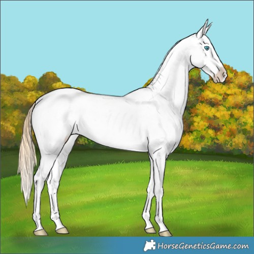 Horse Color:Buckskin Pearl Appaloosa Rabicano 