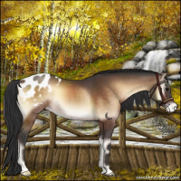 Horse Color:Brown Onyx Appaloosa 