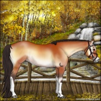 Horse Color:Bay Onyx 