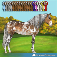 Horse Color:White Spotted Brown and White Spotted Silver Buckskin