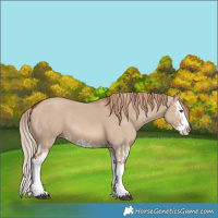 Horse Color:Red Dun Splash  and Red Dun Splash 