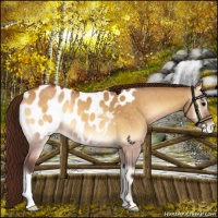 Horse Color:Buckskin Onyx Appaloosa