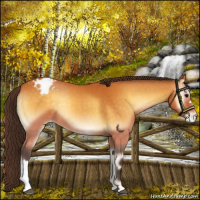 Horse Color:Buckskin Onyx Varnish 