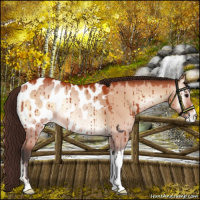 Horse Color:Bay Onyx Appaloosa Brindle