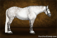 Horse Color:Gray Silver Grullo Appaloosa Rabicano 