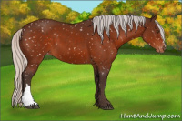 Horse Color:Silver Brown Appaloosa 