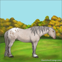 Horse Color:Liver Red Dun Appaloosa Rabicano 
