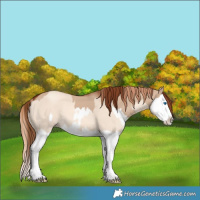 Horse Color:Red Dun Splash  and Gold Champagne Dun Splash 