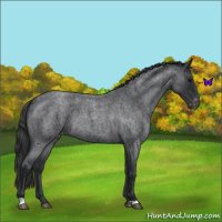 Horse Color:Blue Roan Varnish Rabicano 