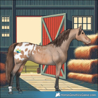 Horse Color:Bay Dun Appaloosa 