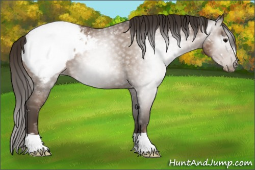 Horse Color:Gray Black Pearl Appaloosa 