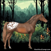 Horse Color:Chestnut Appaloosa 