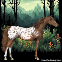 Horse Color:Chestnut Appaloosa 