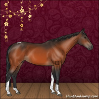 Horse Color:Bay Tobiano 