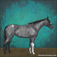 Horse Color:Blue Roan Varnish 