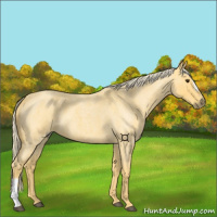 Horse Color:Palomino Roan 
