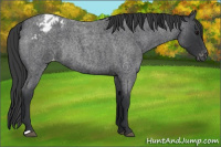 Horse Color:Blue Roan Varnish Rabicano 