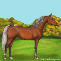 Horse Color:Silver Brown Tobiano Rabicano 