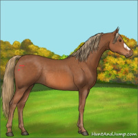 Horse Color:Chestnut Rabicano 