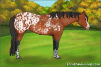 Horse Color:Brown Sabino Rabicano  and Brown Sabino Appaloosa Rabicano 