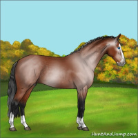 Horse Color:Gray Bay Splash 