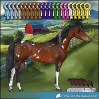 Horse Color:White Spotted Brown Tobiano Rabicano