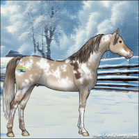 Horse Color:White Spotted Liver Red Dun 