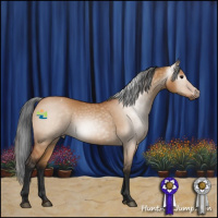 Horse Color:Gray Bay Dun Varnish 