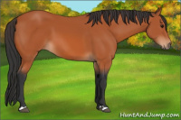 Horse Color:Bay 