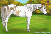 Horse Color:White Spotted Chocolate Palomino Splash Tobiano 