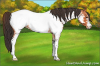 Horse Color:White Spotted Bay Roan Appaloosa 