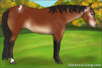 Horse Color:Gray Bay Appaloosa 