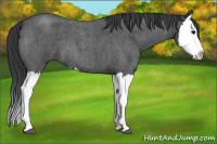 Horse Color:Blue Roan Splash 