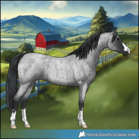 Horse Color:Blue Roan 