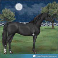 Horse Color:Black 
