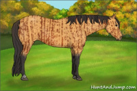 Horse Color:Bay Sabino Rabicano  and Buckskin Sabino Rabicano 