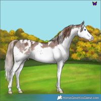 Horse Color:White Spotted Liver Chestnut Splash Rabicano 