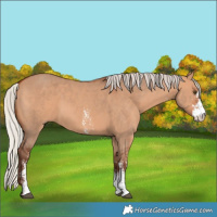 Horse Color:Silver Bay Dun Sabino 